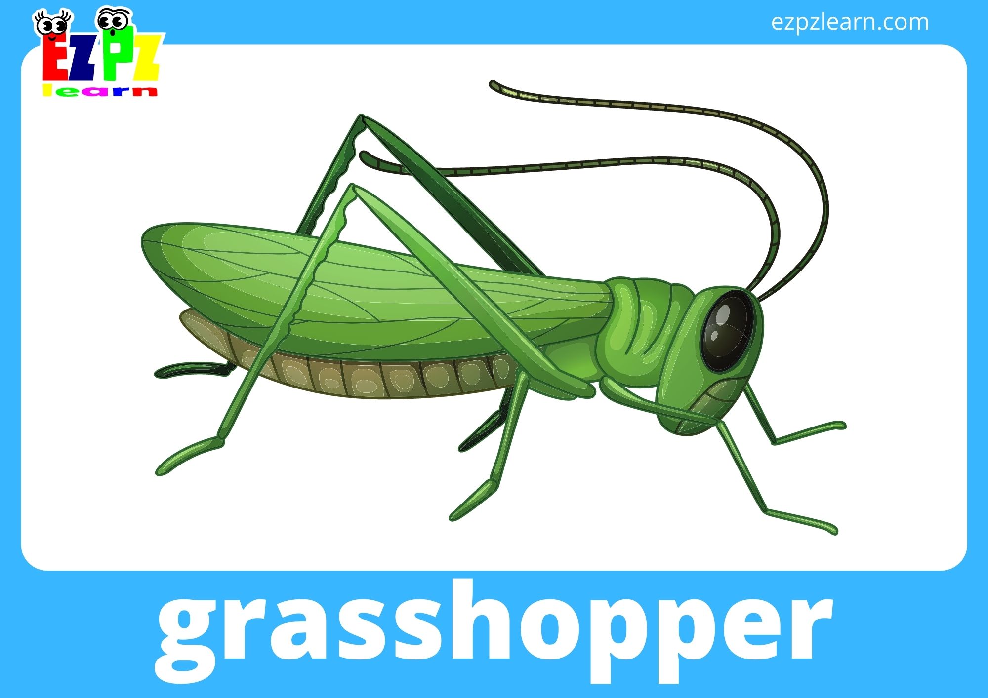 grasshopper